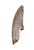 Nanotyrannus Tooth,  Hell Creek Formation
