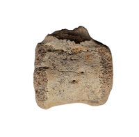 Edmontosaurus Tail Vertebra