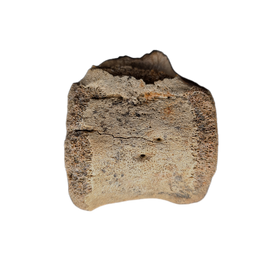 Edmontosaurus Tail Vertebra