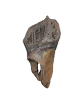 Huge Leptoceratops Tooth from the Hell Creek Formation