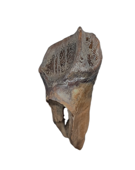 Huge Leptoceratops Tooth from the Hell Creek Formation