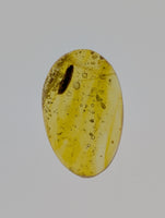 Insects in Amber from the Dominican Republic, 25 Million Years Old
