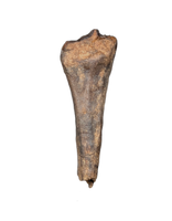 Rooted Leptoceratops Tooth