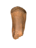 Struthiominus Toe Bone, Hell Creek