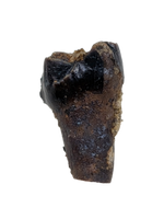 Mammal Tooth, Hell Creek Formation