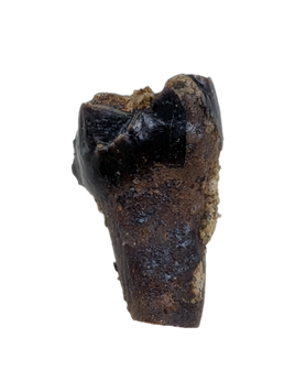 Mammal Tooth, Hell Creek Formation