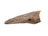 Basilemys sp. (Turtle) Claw, Hell Creek Formation