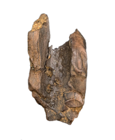 Partial Tyrannosaurus Rex Tooth