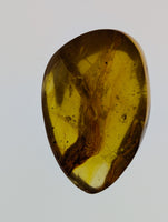 Insects in Amber from the Dominican Republic, 25 Million Years Old