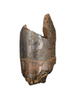 Partial Tyrannosaurus Rex Tooth