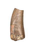 Unknown Theropod tooth, Bissekty Formation, Uzbekistan