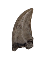 Saurornitholestes (Raptor) Tooth, Judith River Formation