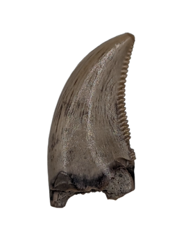 Saurornitholestes (Raptor) Tooth, Judith River Formation
