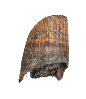 Deinosuchus (Crocodile) Tooth from Texas