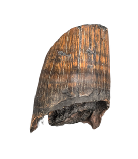 Deinosuchus (Crocodile) Tooth from Texas