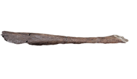 Edmontosaurus Tibia