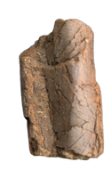 Allosaurus Metatarsal Section, Morrison Formation