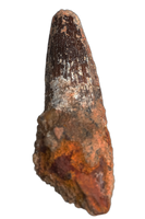 Spinosaurus Tooth
