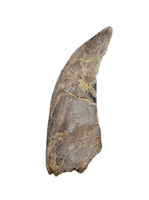 Megalosaurid Tooth from the Mid Jurassic, Madagascar