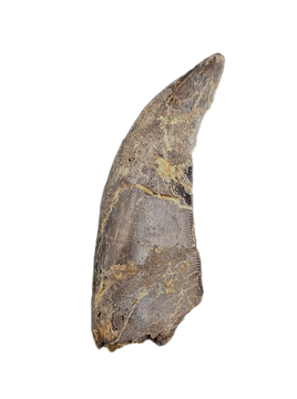 Megalosaurid Tooth from the Mid Jurassic, Madagascar