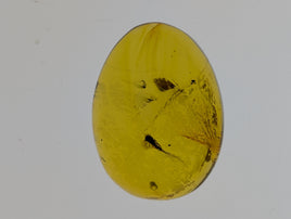 Insects in Amber from the Dominican Republic, 25 Million Years Old