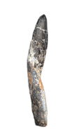 Rooted Diplodocid (Sauropod) Tooth, El Mers Formation