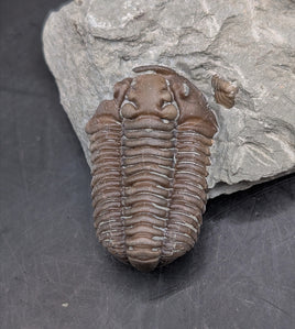 Flexicalymene Trilobite, Ohio