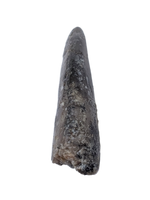 Allosaurus Tooth,  Morrison Formation