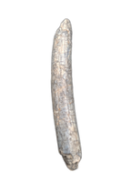 Pterosaur (Ornithocheirid) Tooth, Elrhaz Formation