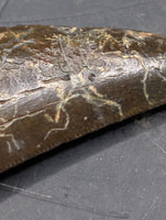Timurlengia? tooth, Bissekty Formation, Uzbekistan