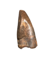 Juvenile Tyrannosaurus Rex Tooth