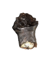 Rooted Denverasaurus Tooth, Hell Creek