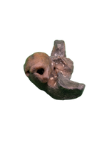 Dolphin (Kentrodontidae) Ear Bone, Calvert Formation, 15-27 Million Years Old