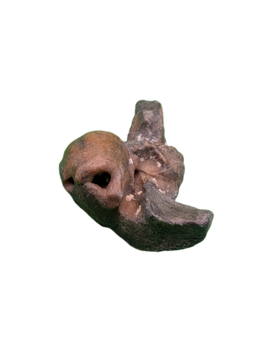 Dolphin (Kentrodontidae) Ear Bone, Calvert Formation, 15-27 Million Years Old