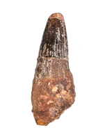 Spinosaurus Tooth