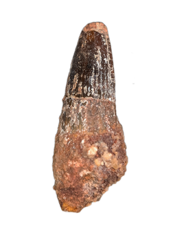 Spinosaurus Tooth