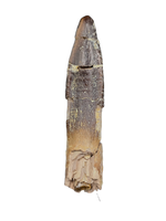 Diplocodid Tooth from the Mid Jurassic, Madagascar