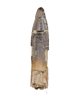 Diplocodid Tooth from the Mid Jurassic, Madagascar