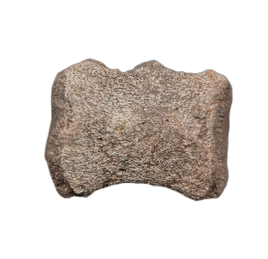 Dinosaur Vertebra, Cloverly Formation