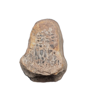 Deinonychus Claw Section, Cloverly Formation