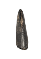 Neovenator Tooth, England, Early Cretaceous