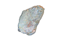 Stegosaur? Metacarpal, El Mers Formation