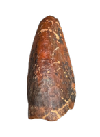 Timurlengia Pre Max Tooth, Bissekty Formation, Uzbekistan