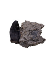 Brachiosaurid Tooth, El Mers Formation
