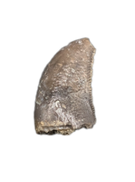 Allosaurus Tooth,  Morrison Formation