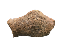 Sauropod Fused End of Tail Vertebra