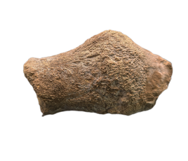 Sauropod Fused End of Tail Vertebra