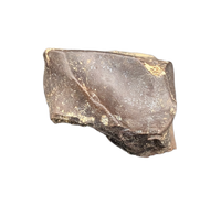 Triceratops Tooth