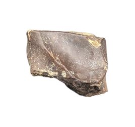 Triceratops Tooth