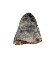 Deinosuchus (Crocodile) Tooth from Texas